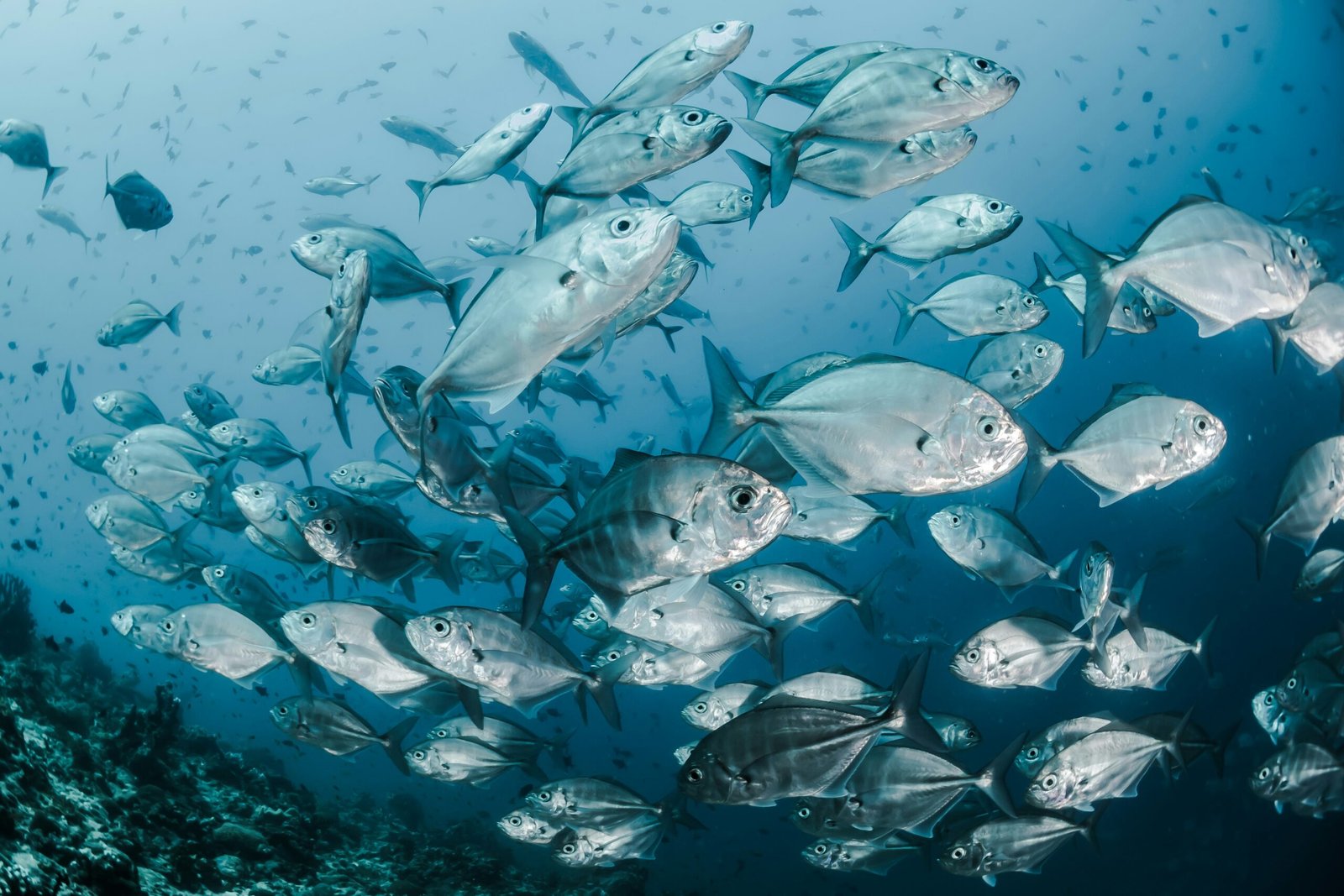 #159. A Fishy Weekend (Sunday, June 28, 2015)